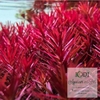 cay-thuy-sinh-vay-oc-do-rotala-super-red