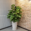 Trầu Bà Cột Chậu Ly 30x60cm [Pothos w Tall Planter]