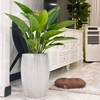 Đế Vương Xanh Chậu Xám nhỏ [Imperial Green Philodendron w Grey Planter]