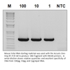 bo-kit-one-step-rt-pcr-model-pr1100-hang-accuris-benchmark