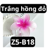 pvn61004-kep-toc-hoa-su-4cm