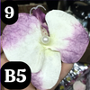 pvn63721-kep-toc-hoa-lan