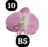 pvn63721-kep-toc-hoa-lan