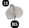 pvn63721-kep-toc-hoa-lan