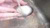 Trứng rửa tay khử mùi WMF