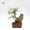 TIỂU CẢNH THIỀN MN0754