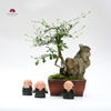 TIỂU CẢNH THIỀN MN0754