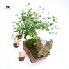 TIỂU CẢNH THIỀN MN0754