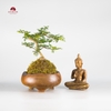 CÂY NGỌC RÊU KOKEDAMA CNR003