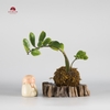 CÂY NGỌC RÊU KOKEDAMA CNR007