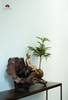TIỂU CẢNH THIỀN MN0242