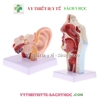 Mô hình giải phẫu tai mặt cắt