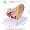 Mô hình giải phẫu tai (dùng trưng bày)
