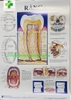 Tranh giải phẫu 13 tờ