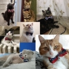Vòng cổ nơ BowTie cho thú cưng