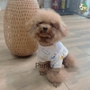 [PUPPY PET FASHION 2023] Áo khủng long túi nâu cho chó mèo từ 1 kg đến 18kg