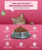 Thức ăn cho mèo trưởng thành Today's Dinner Adult Cat 1kg
