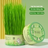 Lon hạt giống trồng cỏ mèo tươi Sun Sun
