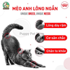 Thức ăn cho Mèo Anh Lông Ngắn trên 12 tháng tuổi Royal Canin British Shorthair Adult