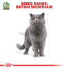 Thức ăn cho Mèo Anh Lông Ngắn trên 12 tháng tuổi Royal Canin British Shorthair Adult