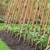 Bamboo Canes for Garden