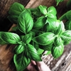 Hạt giống húng tây basil xanh Nga