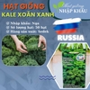 Hạt giống kale xoăn xanh Nga