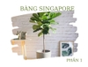 CÂY BÀNG SINGAPORE – Ý NGHĨA VÀ NHỮNG ĐIỀU CẦN BIẾT - PHẦN 1