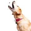 THỨC ĂN DÀNH CHO CHÓ BỔ SUNG VITAMIN TỔNG HỢP VỊ GÀ - ZESTY PAWS 8-IN-1 MULTIVITAMIN BITES FOR DOGS, CHICKEN FALVOR 170 VIÊN
