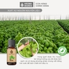 Tinh Dầu Thiên Nhiên Húng Quế Aroma Works Essential Oil Basil