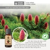 Tinh Dầu Thiên Nhiên Thông Đỏ Aroma Works Essential Oil Red Pine