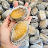Bào Ngư Size 15-17