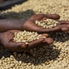 ETHIOPIA GUJI GELANA GESHA G1