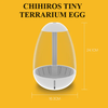 ho-trung-ban-can-chihiros-tiny-terrarium