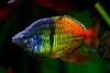 Cá Cầu Vồng Rainbow - Dòng cá cảnh vạn người mê
