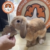 Bánh Cỏ Mài Răng Mix Hoa Cho Bọ Ú, Thỏ, Chinchilla