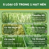 Cỏ Nén MrHay Thảo Mộc