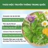 Cỏ Nén MrHay Thảo Mộc