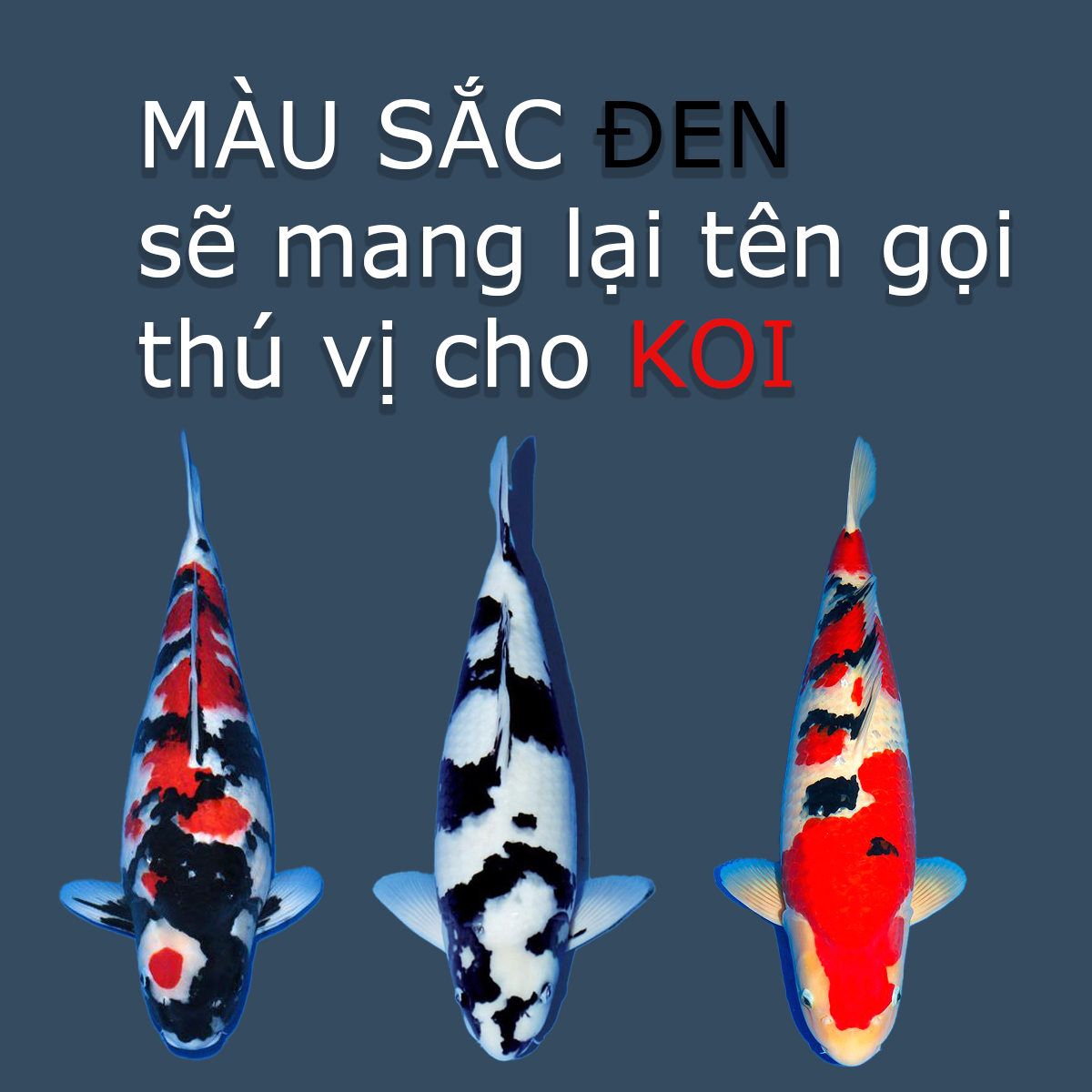 SỰ ĐẶC BIỆT CỦA MÀU ĐEN TRÊN CÁ KOI