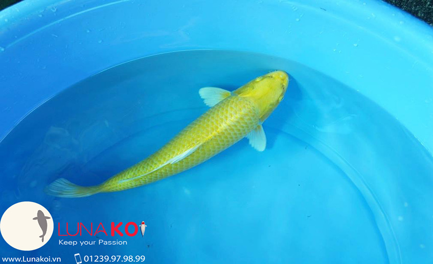 Lô cá Koi Yamabuki Ogon Chất lượng cao vàng rực đón tết