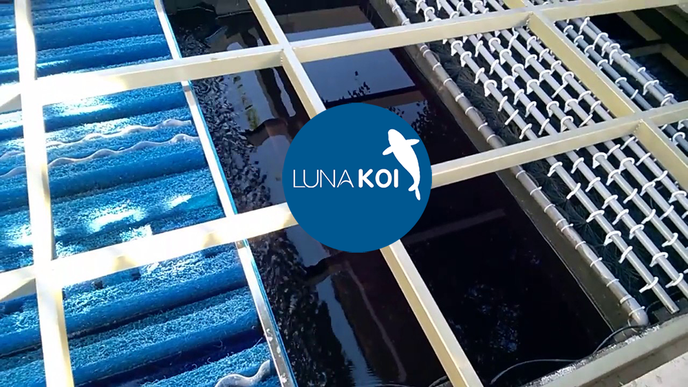 [Vật liệu lọc] Các loại vật liệu lọc Hồ cá Koi phổ biến hiện nay