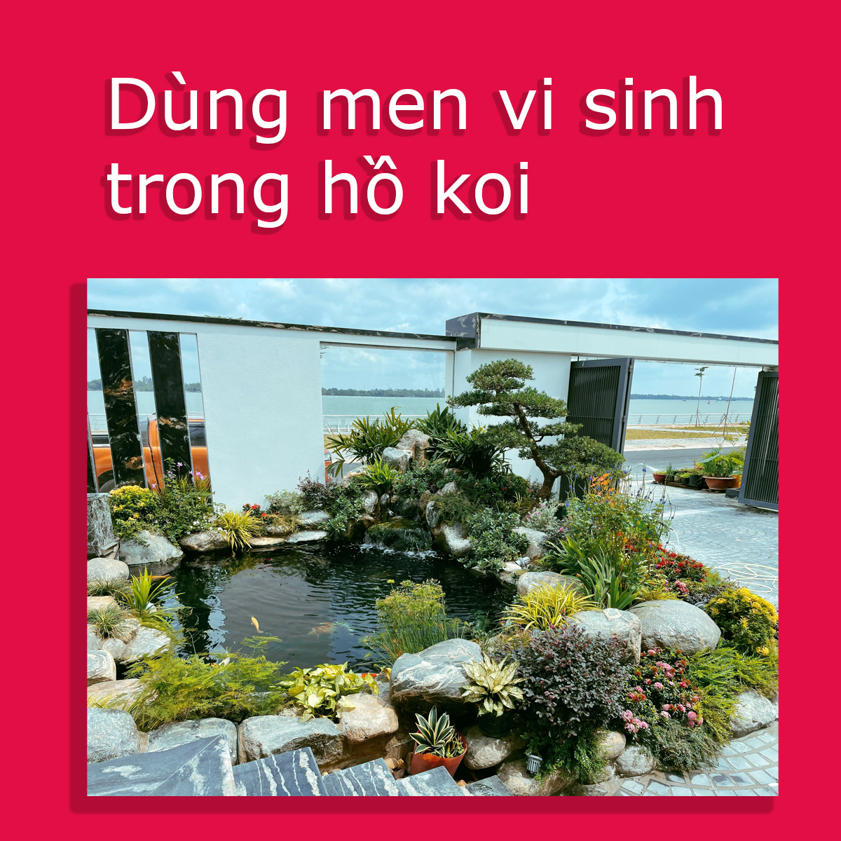 ỨNG DỤNG CỦA MEN VI SINH TRONG VIỆC NUÔI KOI