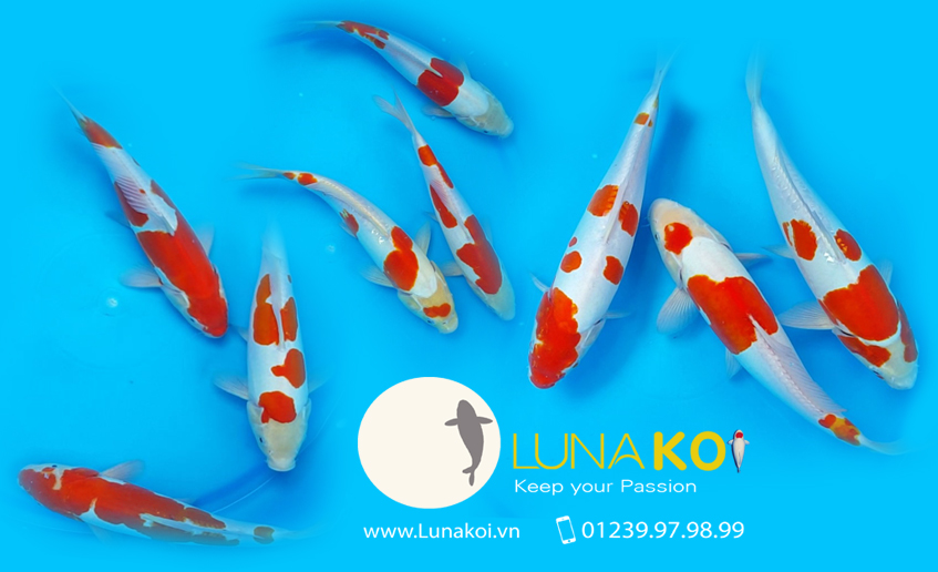 Lô cá Koi thu hoạch ao bùn tháng 8/2016 Luna Koi Farm