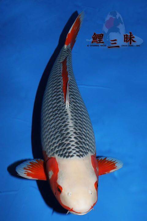 [Kinh Nghiệm] Nhận biết và cách chọn lựa 1 chú cá Koi Asagi đẹp theo chuyên gia chia sẻ