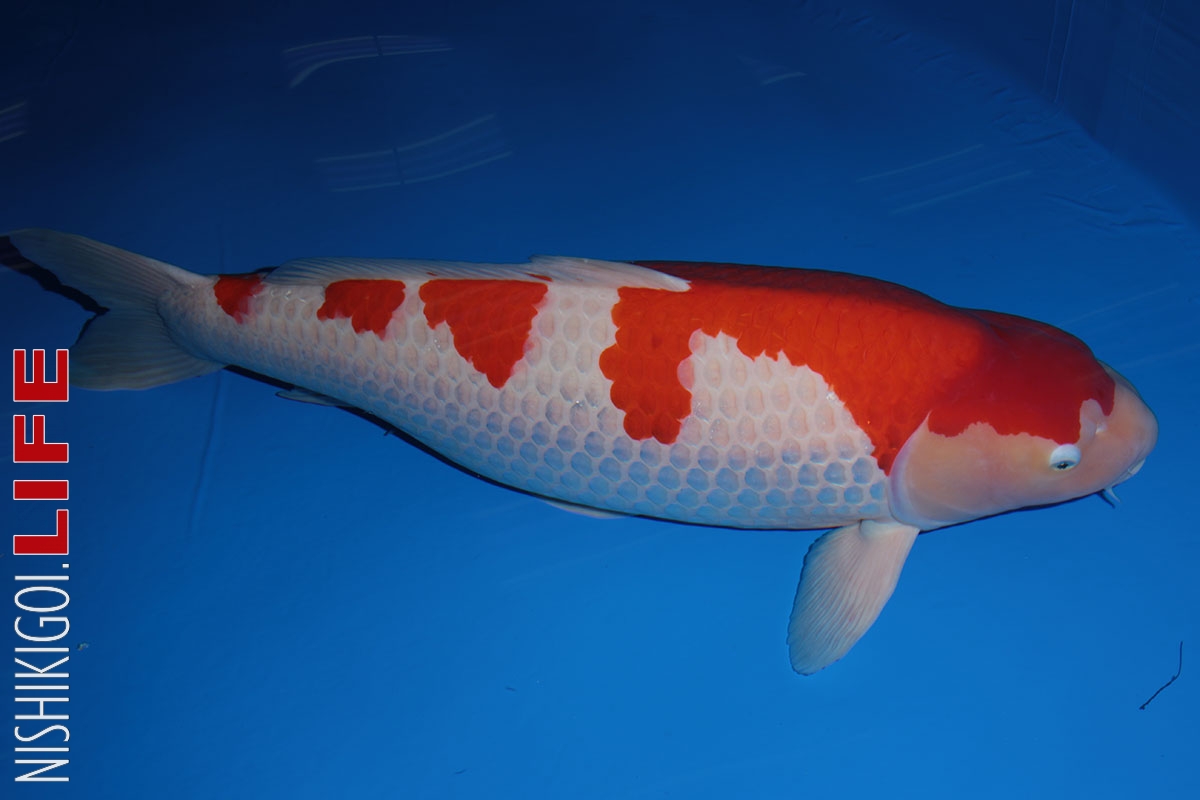 [Kinh Nghiệm] Hướng dẫn lựa chọn một chú cá Koi Kohaku đẹp theo chia sẻ chuyên gia
