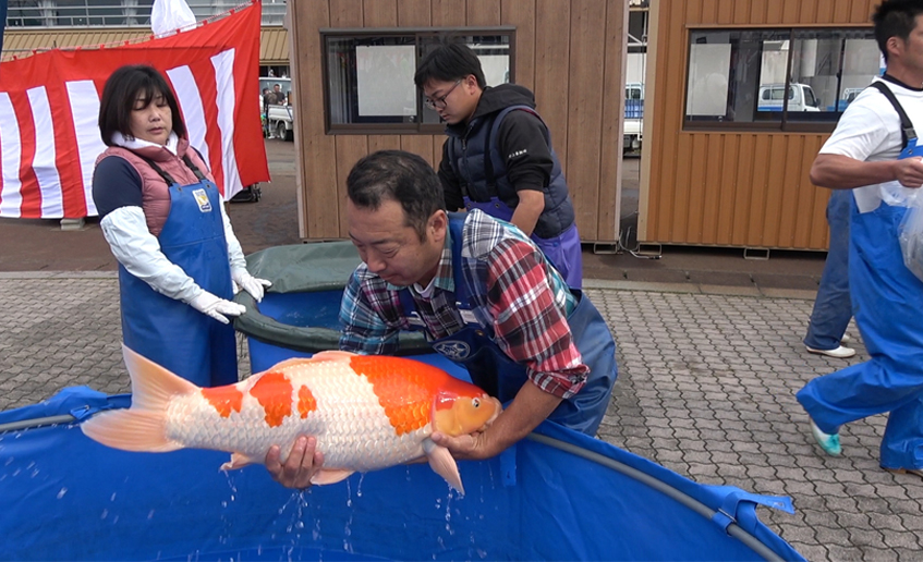 Hình ảnh hội thi cá Koi Niigata Nogyosai Koi Show 2017