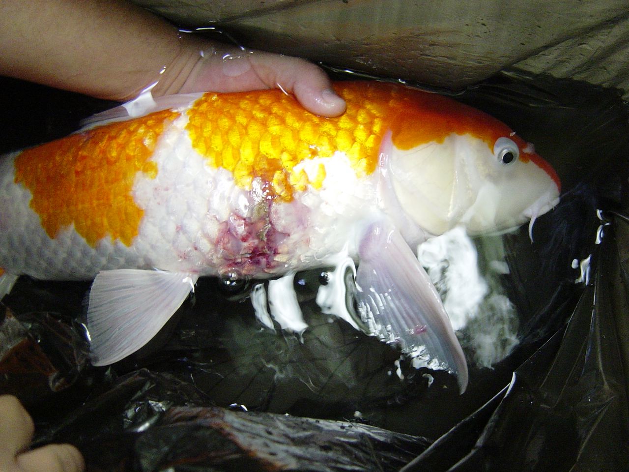 Lở loét là một trong số các bệnh thường gặp ở cá Koi - Minh Xuân Koi Farm