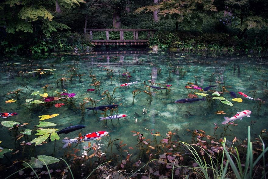 Khám phá Monet's Pond hồ cá Koi đẹp như tranh vẽ của xứ sở hoa anh đào