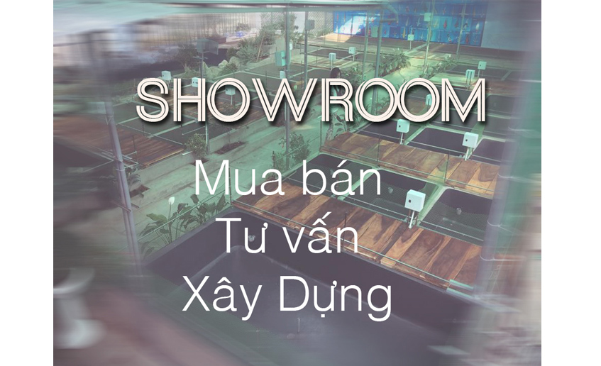 Hệ thống Showroom Cá Chép Luna Koi