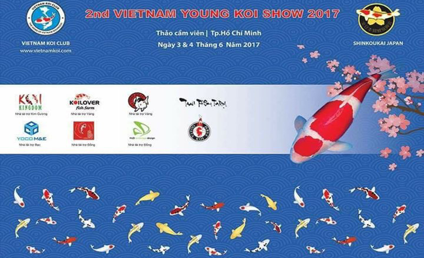 Cuộc thi cá Koi lớn nhất nước - All VietNam Young Koi Show 2017 